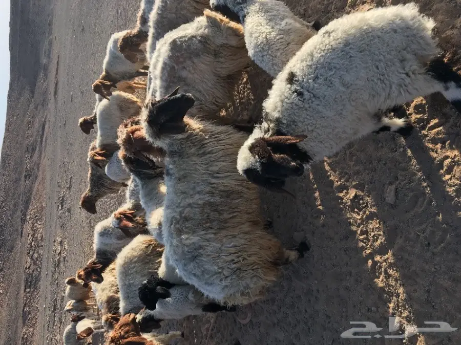 غنم نعيم مواليد ودفيع (image 20)