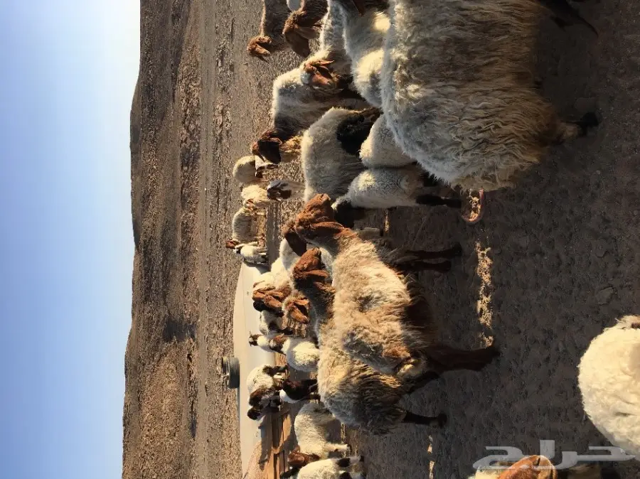 غنم نعيم مواليد ودفيع (image 21)