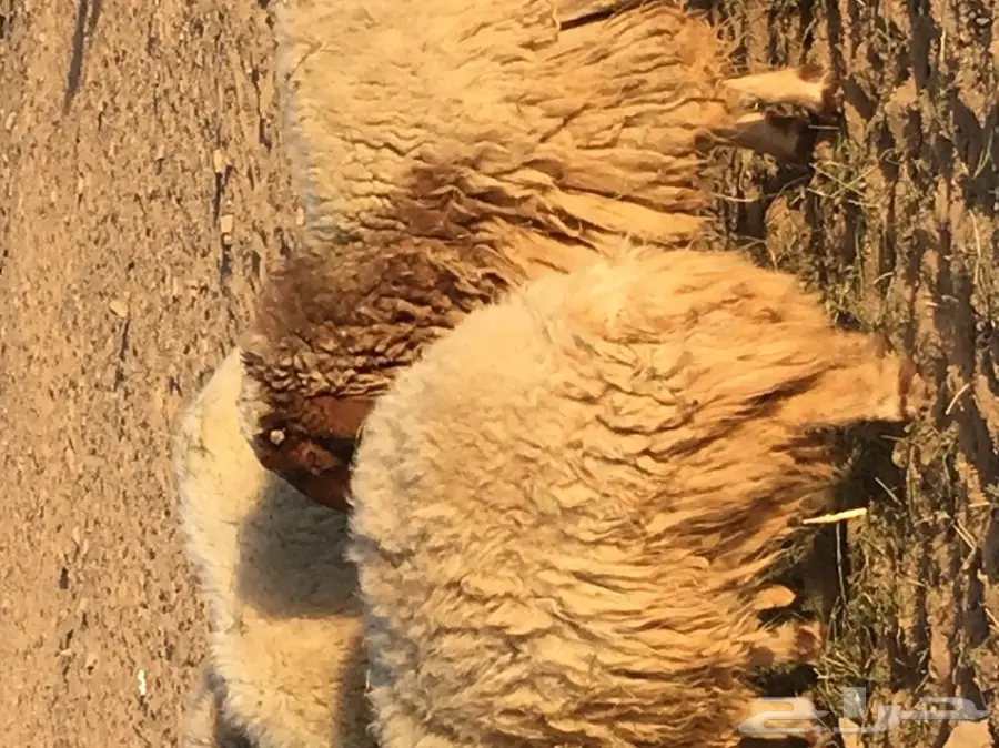 غنم نعيم مواليد ودفيع (image 23)