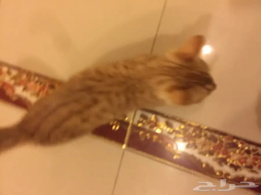 قطه شيرازي (image 1)