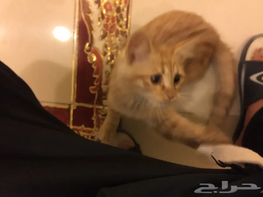 قطه شيرازي (image 2)