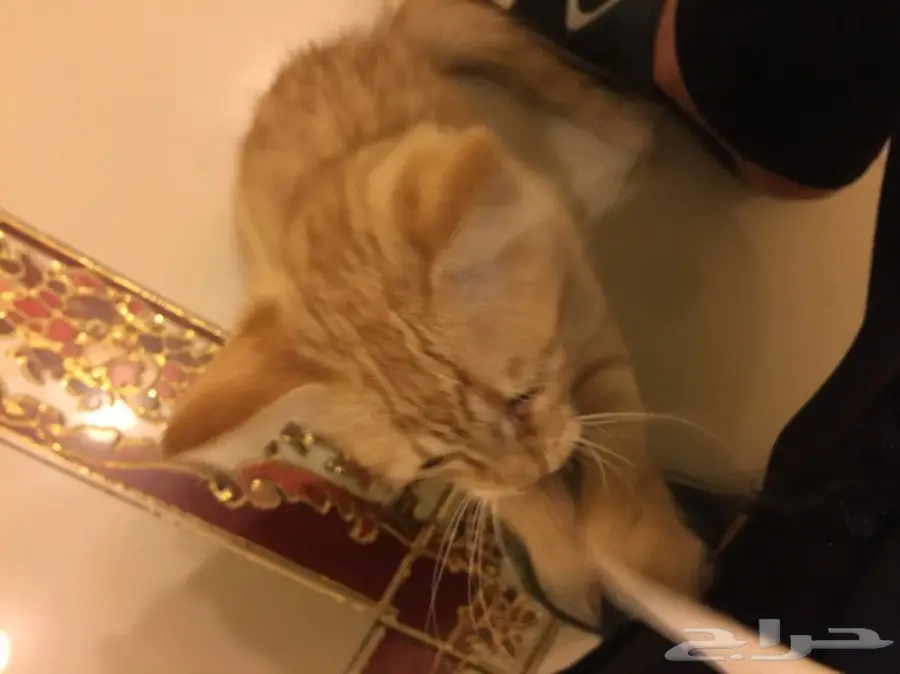 قطه شيرازي (image 3)