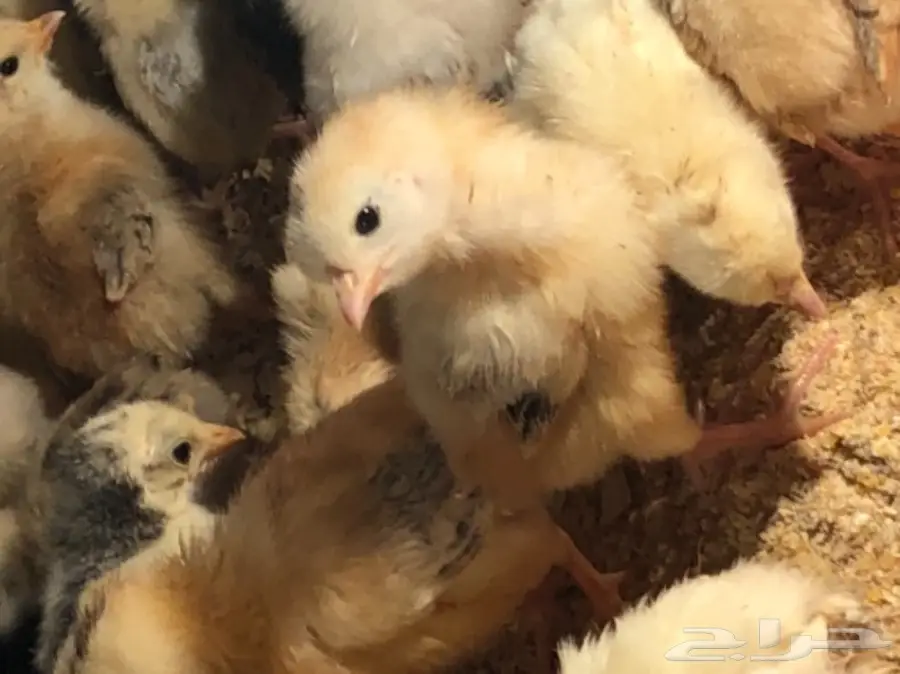 صوص بلدي ب3.5 (image 1)