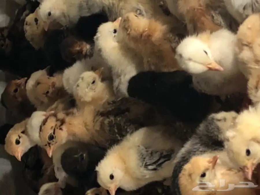 صوص بلدي ب3.5 (image 2)