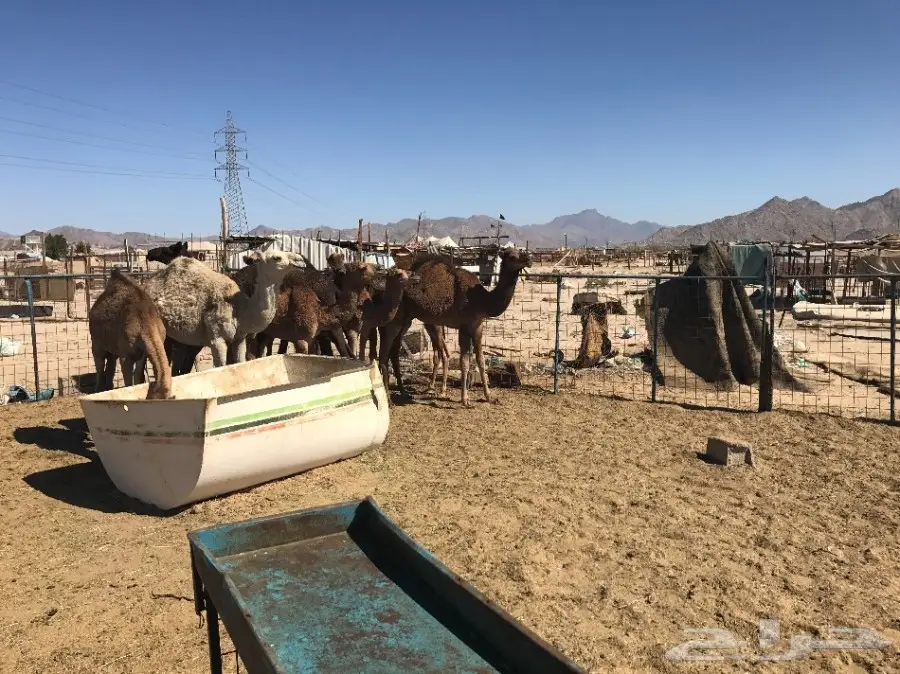 قعدان وبكار تقريد وجمله 