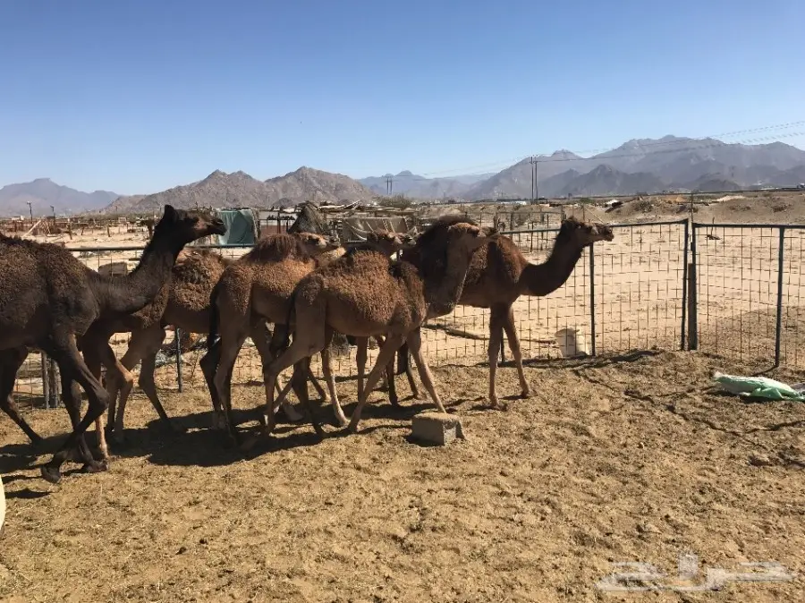 قعدان وبكار تقريد وجمله  (image 1)