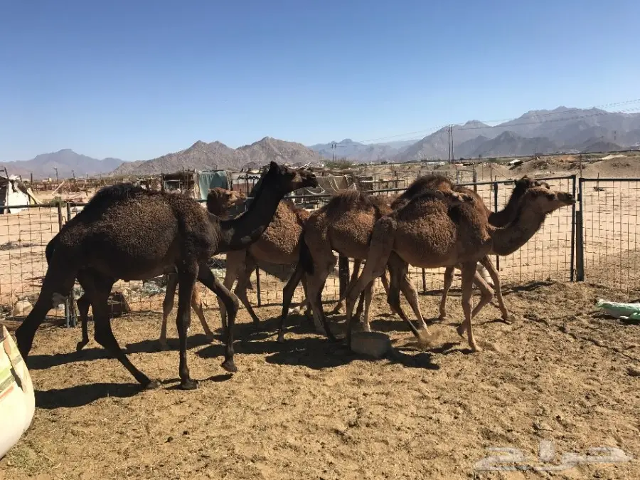 قعدان وبكار تقريد وجمله  (image 2)