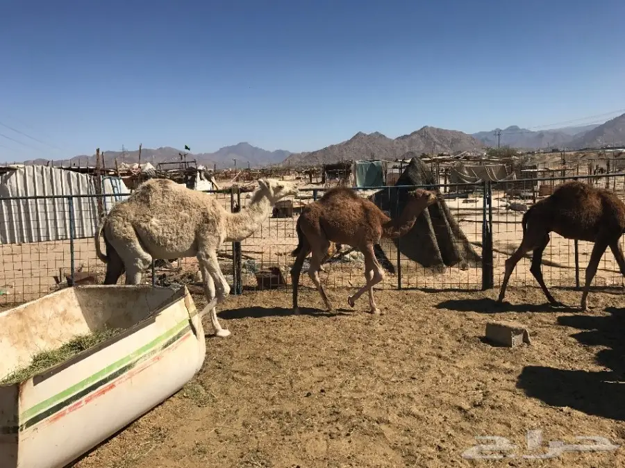 قعدان وبكار تقريد وجمله  (image 3)