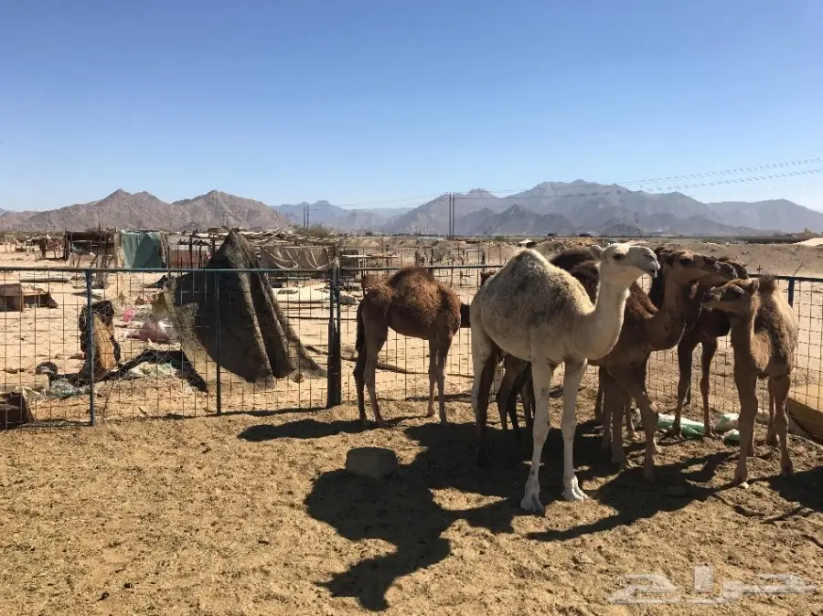 قعدان وبكار تقريد وجمله  (image 4)