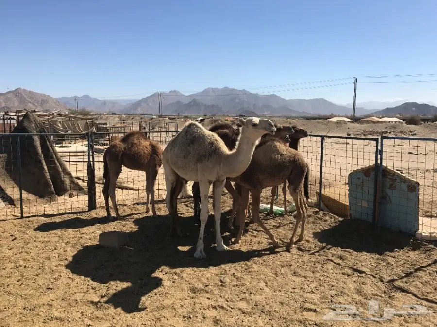 قعدان وبكار تقريد وجمله  (image 5)