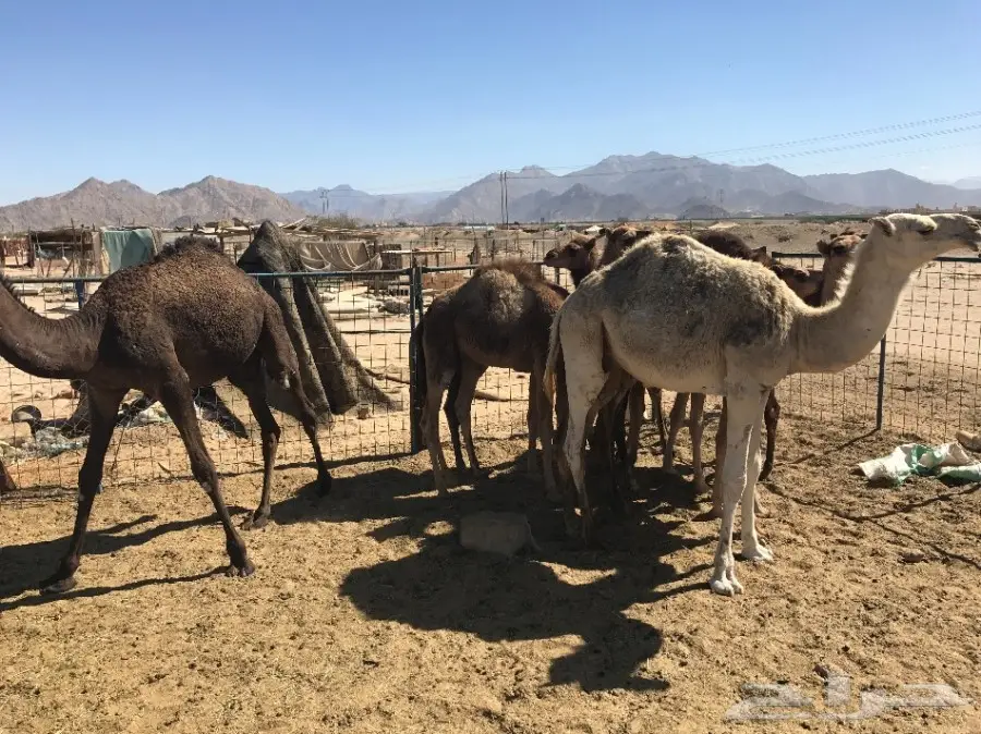 قعدان وبكار تقريد وجمله  (image 6)