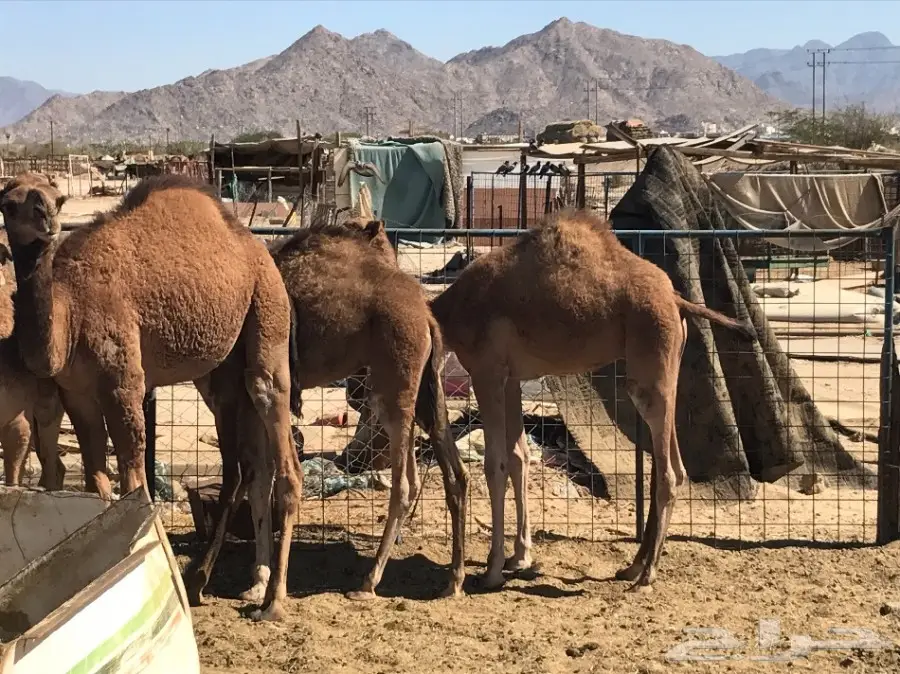 قعدان وبكار تقريد وجمله  (image 10)