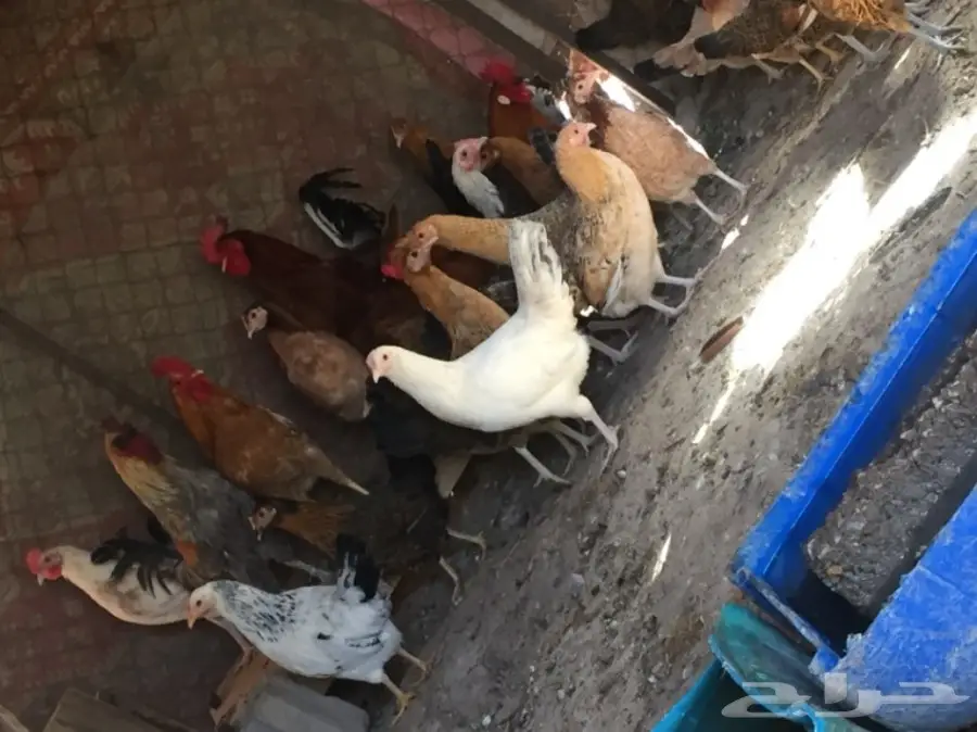 دجاج بلدي (image 1)