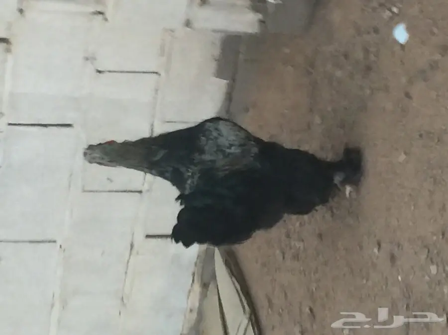 للبيع دجاج براهما  (image 2)