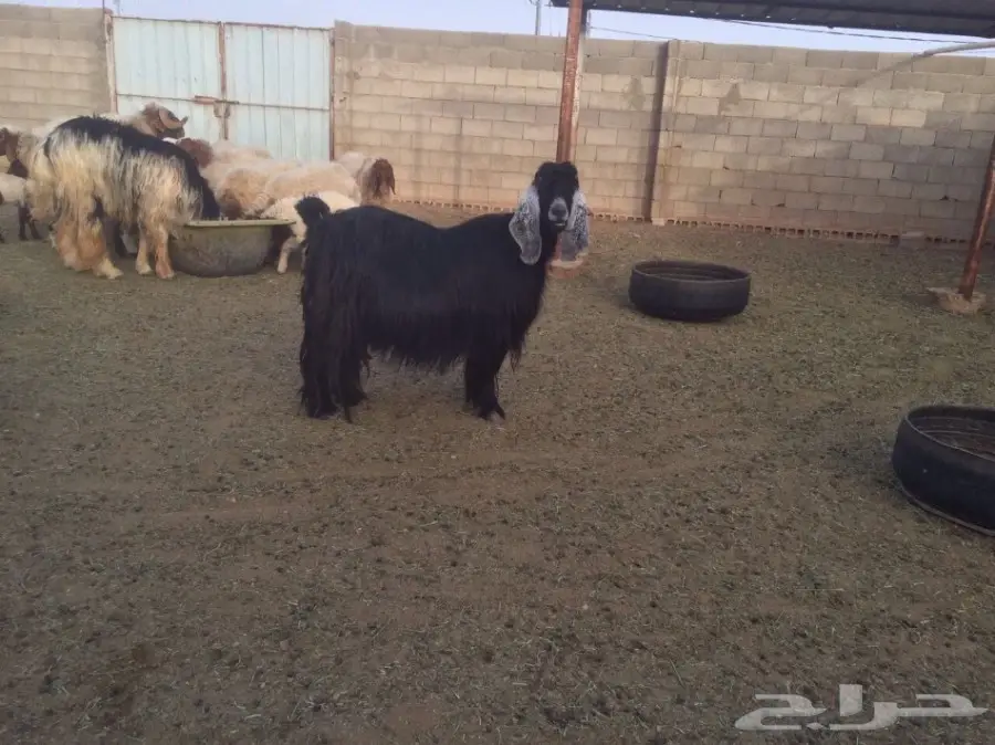 للبيع عنز حليب