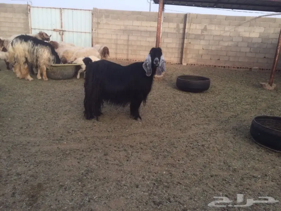 للبيع عنز حليب (image 1)