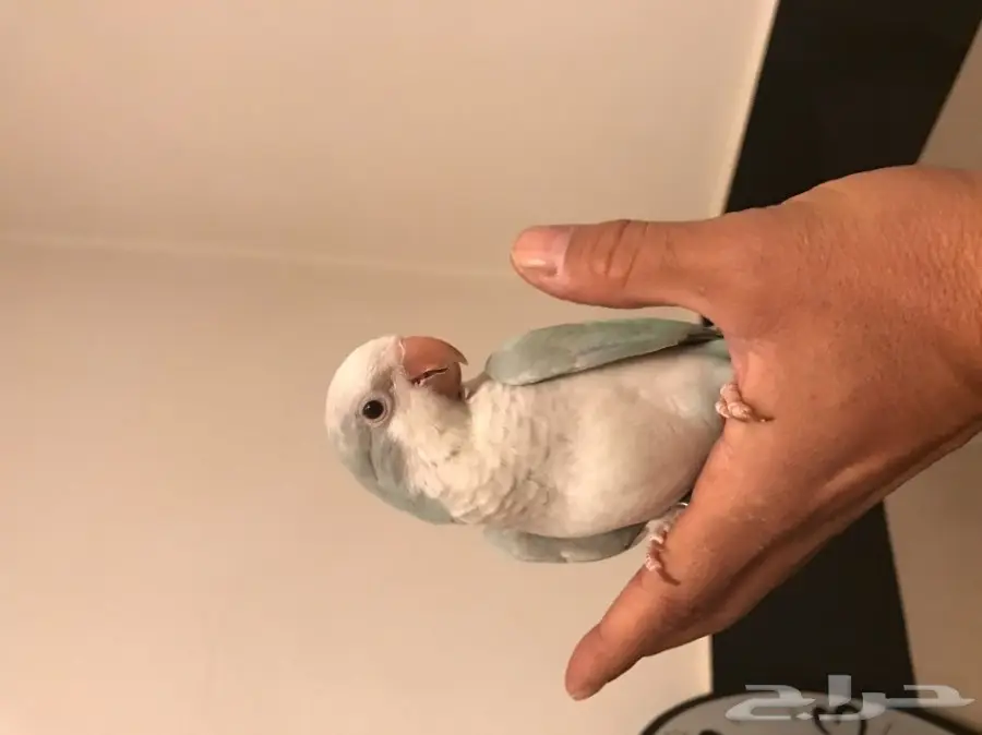 فرخ كويكر (image 1)