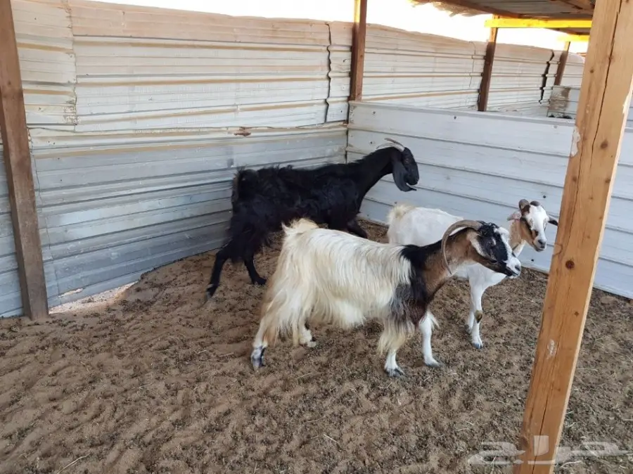 3 ماعز مشكلة للبيع ب 250ريال للراس (image 2)