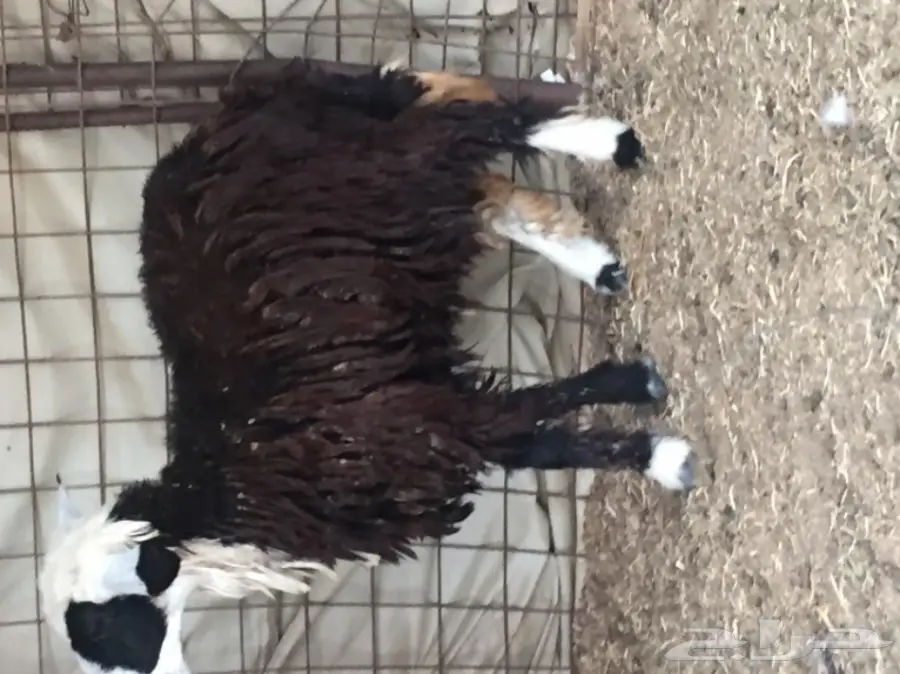 رخل ذبيحة  (image 1)