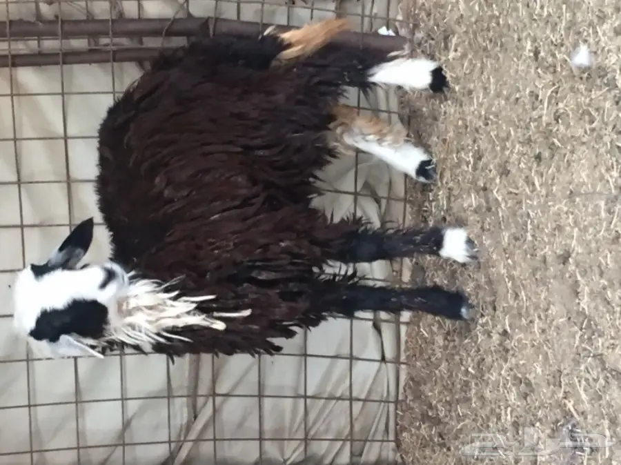 رخل ذبيحة  (image 2)