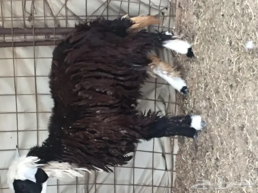 رخل ذبيحة  (image 3)