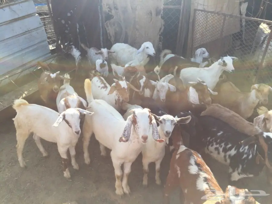 معزا للبيع 65 تحتها 50