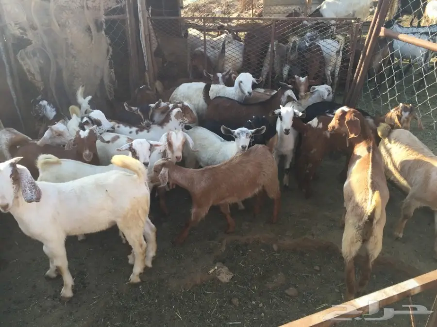 معزا للبيع 65 تحتها 50 (image 1)