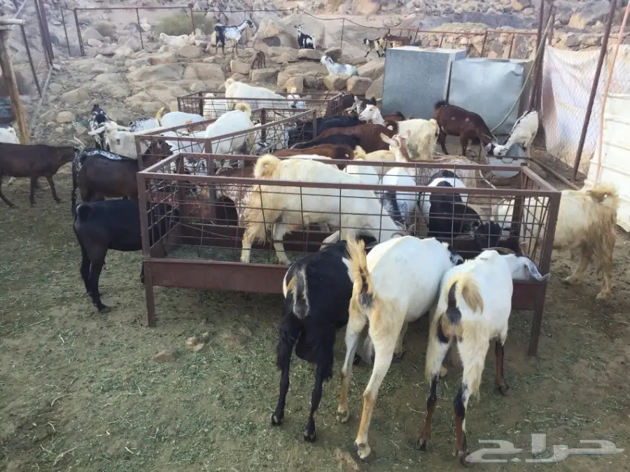 معزا للبيع 65 تحتها 50 (image 2)