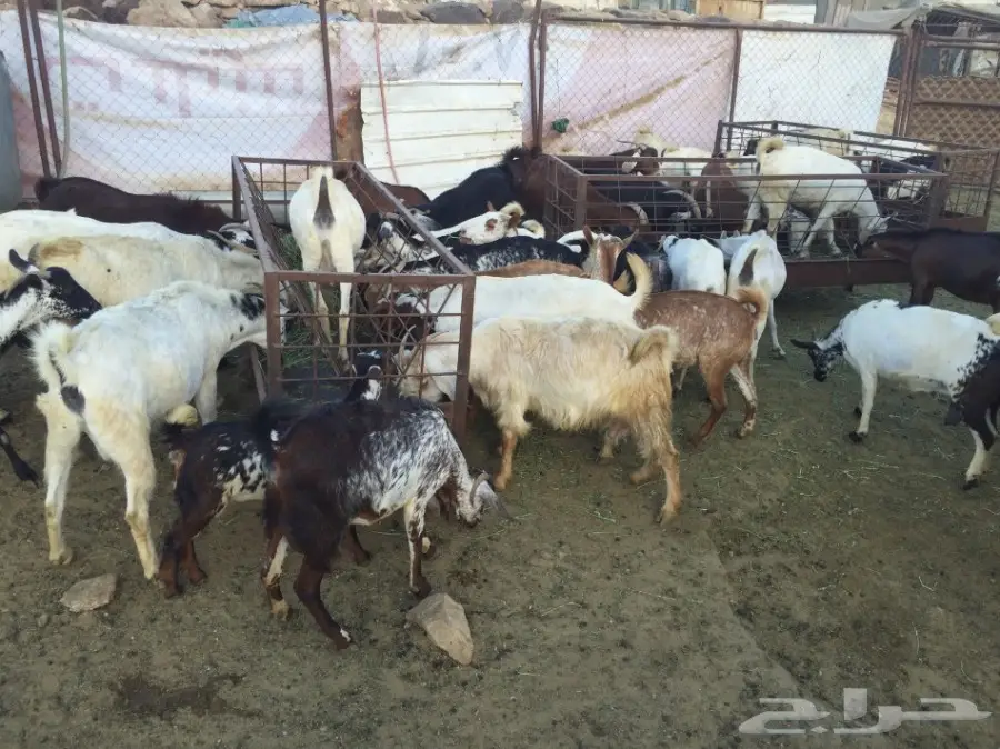 معزا للبيع 65 تحتها 50 (image 3)