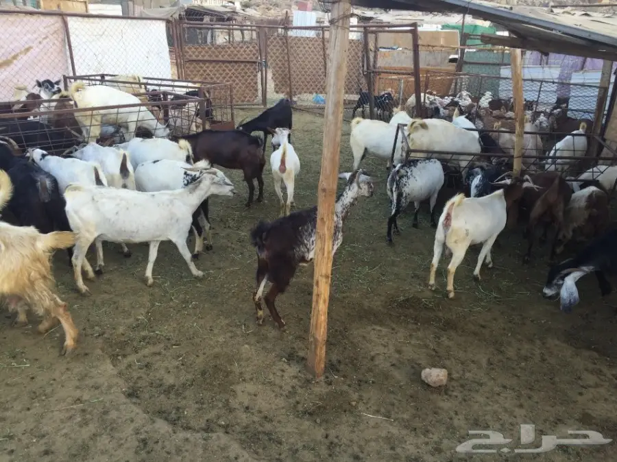 معزا للبيع 65 تحتها 50 (image 4)