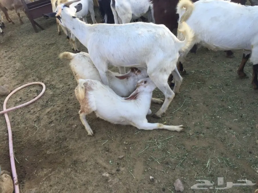 معزا للبيع 65 تحتها 50 (image 5)