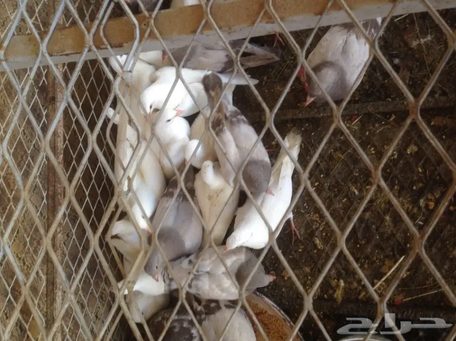 دجاج لاحم وزغاليل فرنسي وأرانب وبط  (image 1)