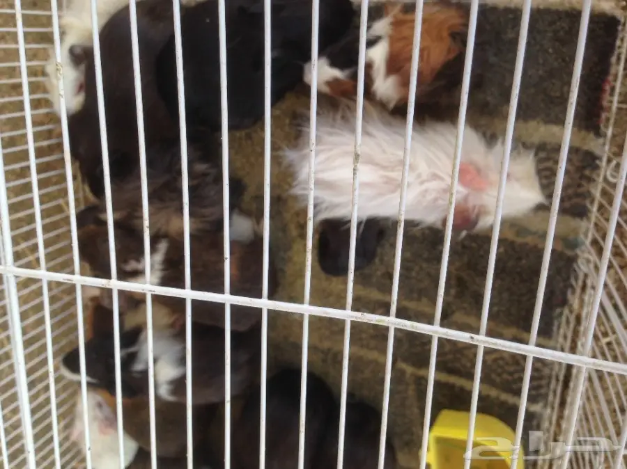 دجاج لاحم وزغاليل فرنسي وأرانب وبط  (image 5)