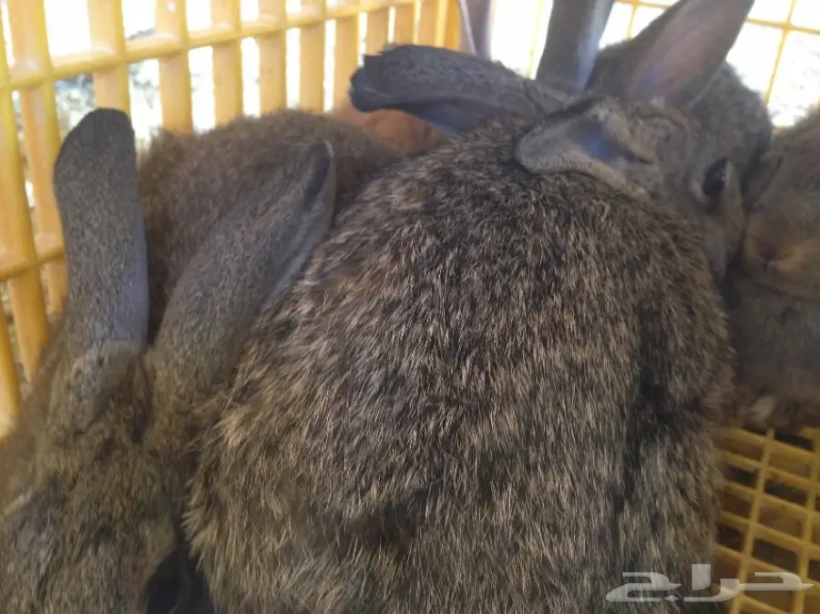 دجاج لاحم وزغاليل فرنسي وأرانب وبط  (image 6)