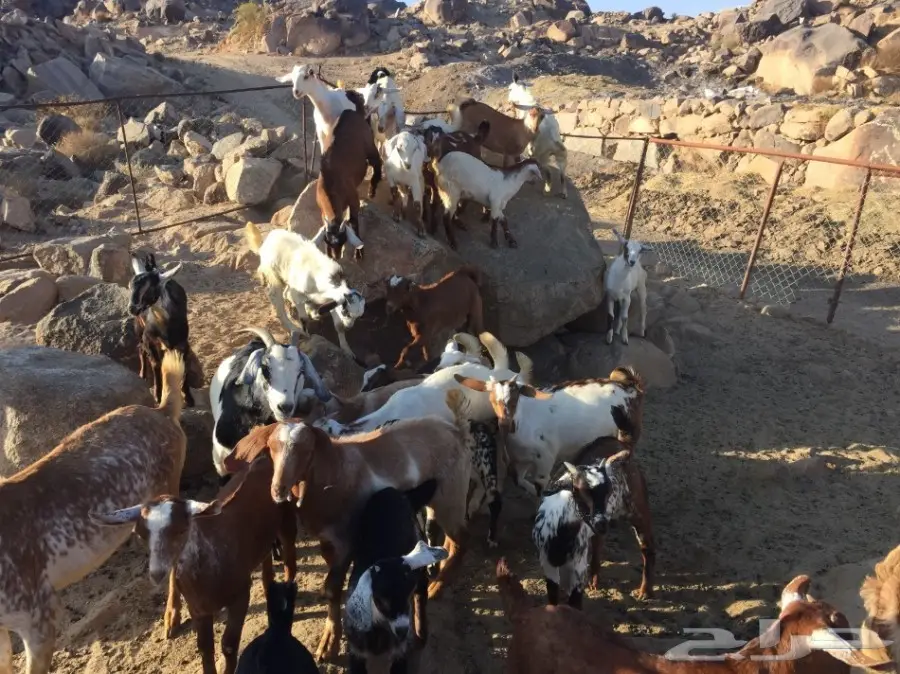 معزا للبيع 65 تحتها 50 (image 6)