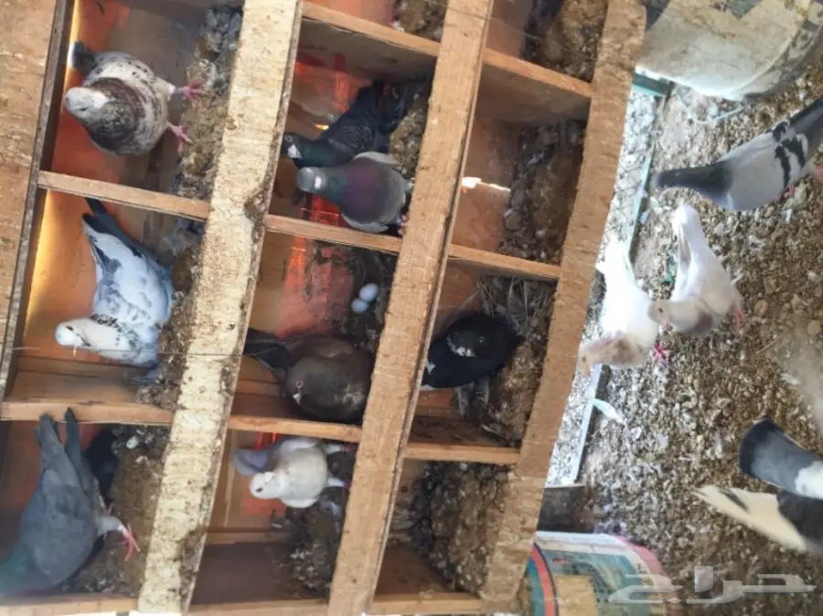 حمام زاجل  (image 1)