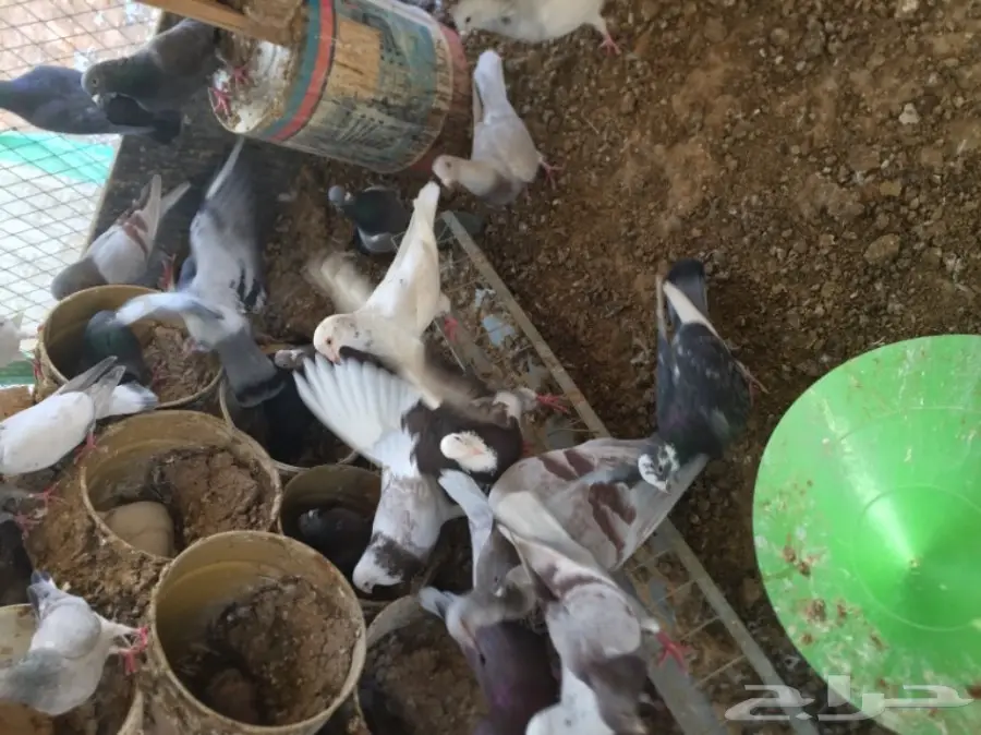 حمام زاجل  (image 2)