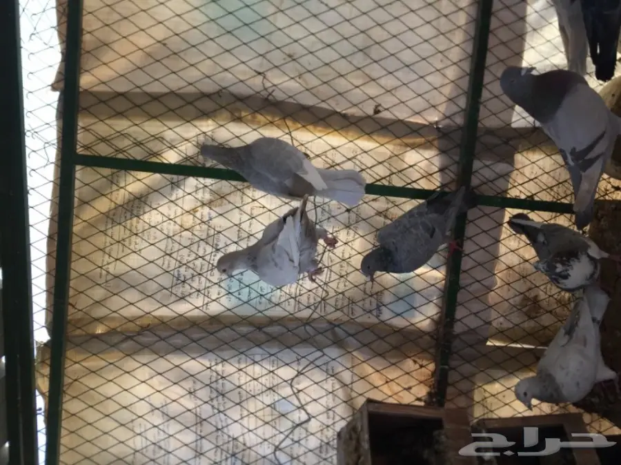 حمام زاجل  (image 3)