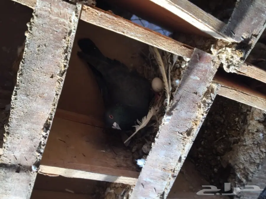 حمام زاجل  (image 4)