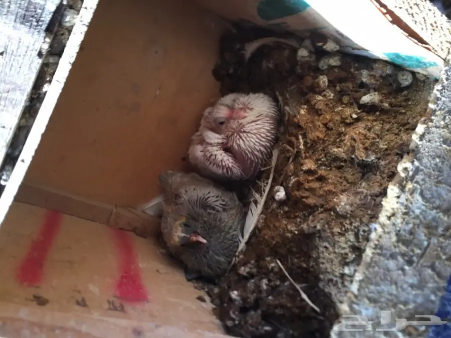 حمام زاجل  (image 5)