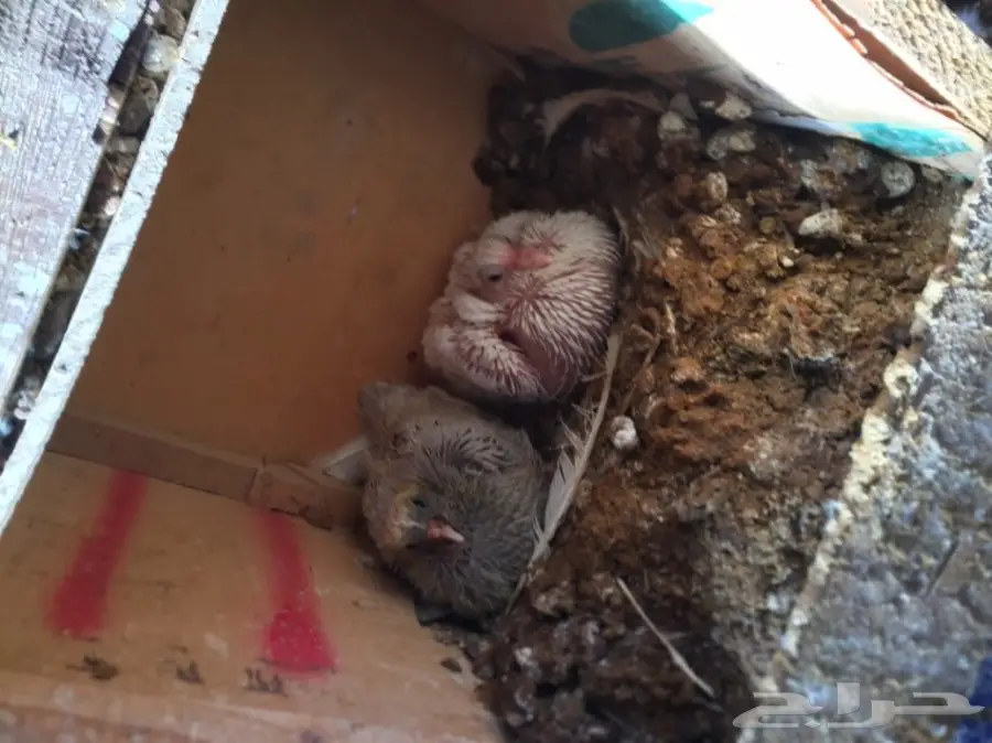 حمام زاجل  (image 6)