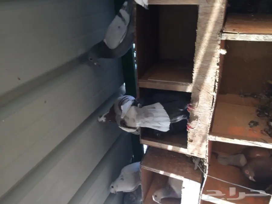 حمام زاجل  (image 7)