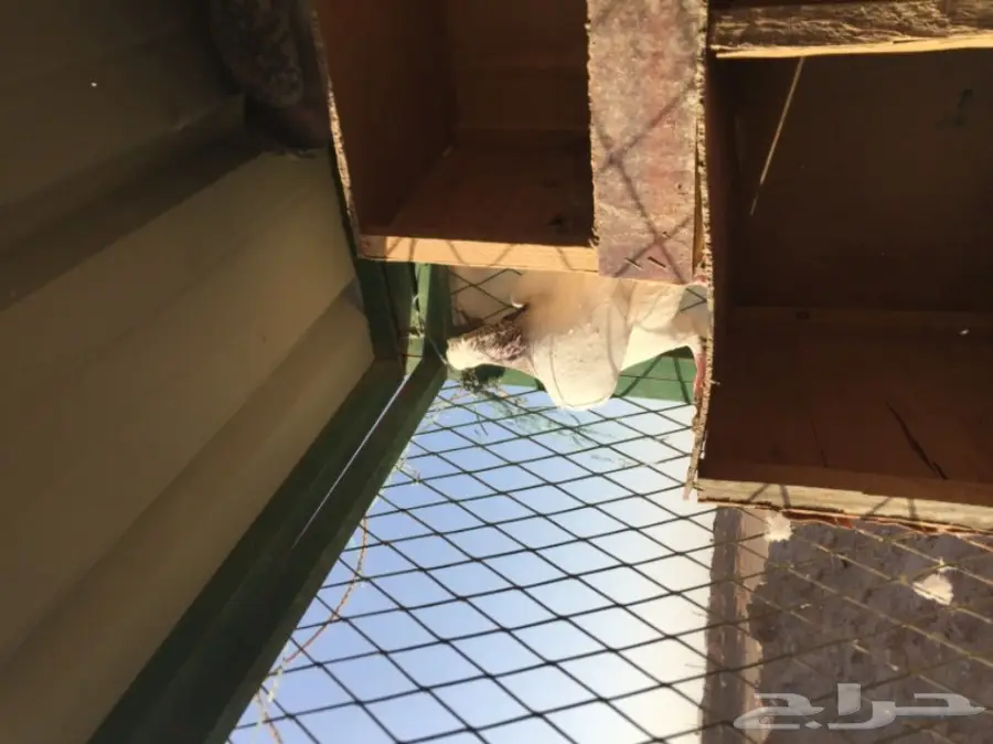 حمام زاجل  (image 8)