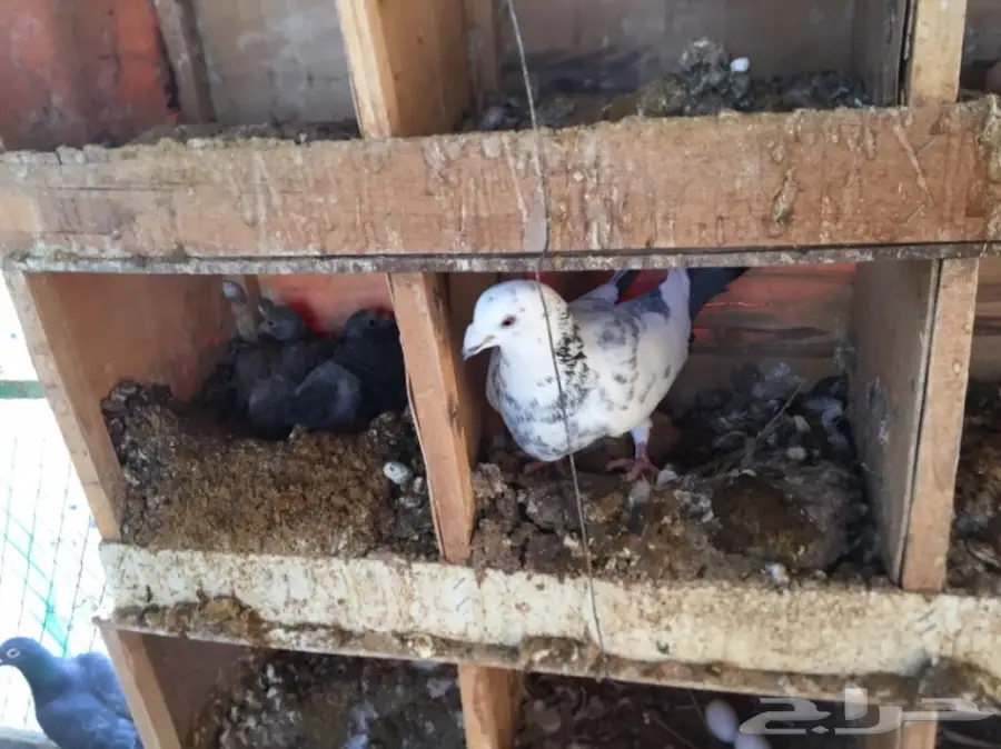 حمام زاجل  (image 9)