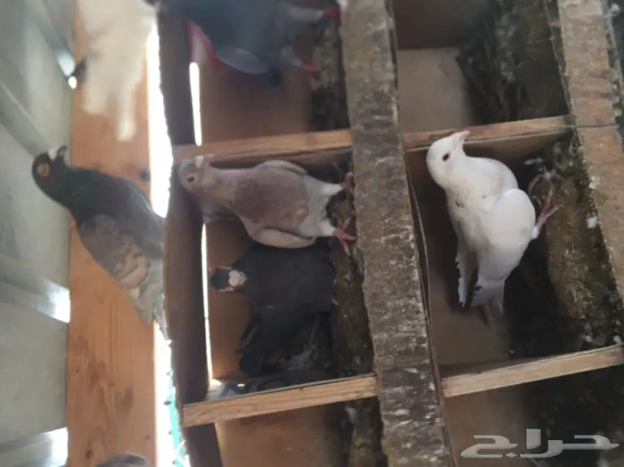 حمام زاجل  (image 10)