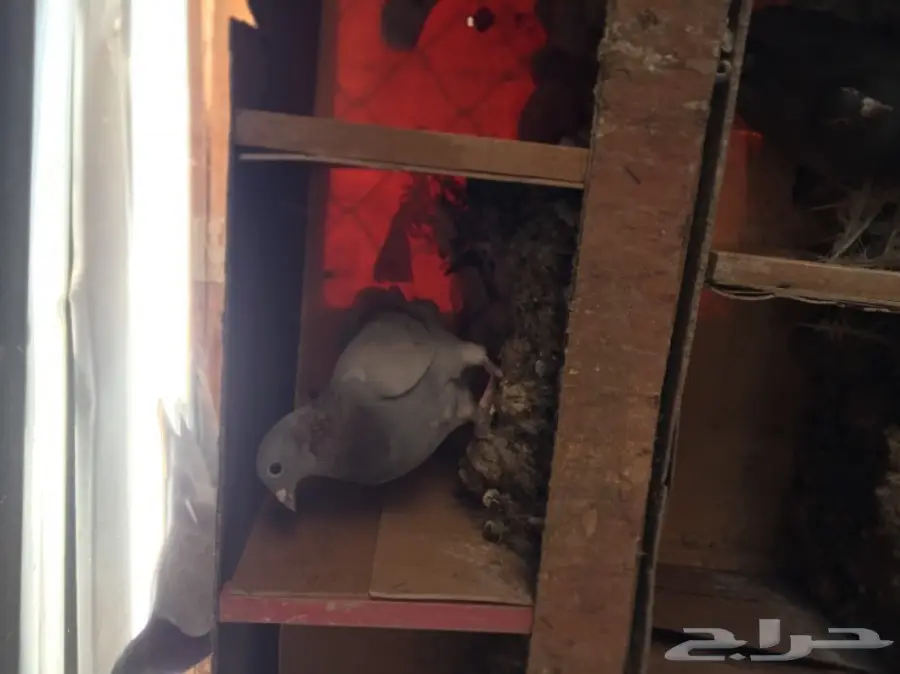 حمام زاجل  (image 11)