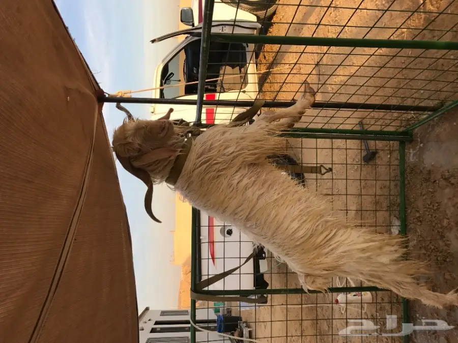 تيس هولندي صنف  (image 1)