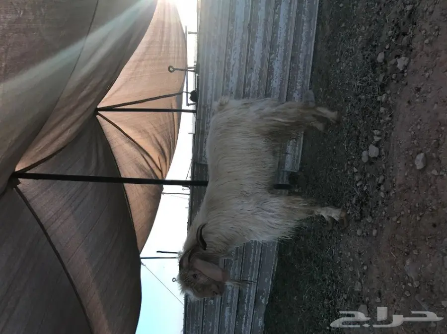 تيس هولندي صنف  (image 4)