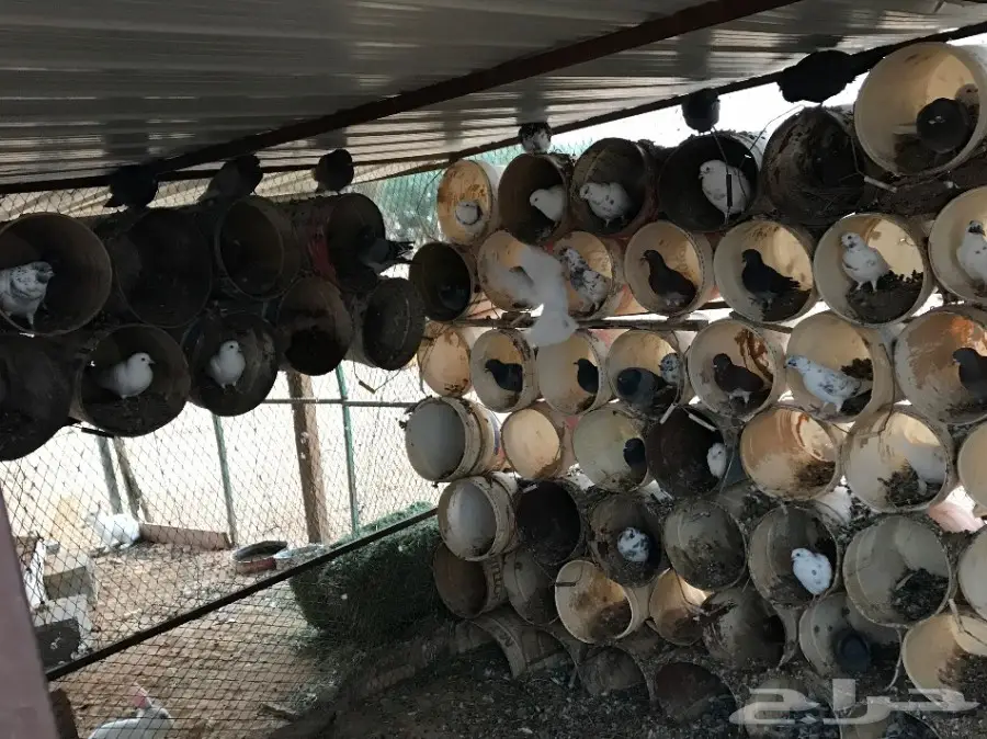 عشة حمام بلدي  (image 2)