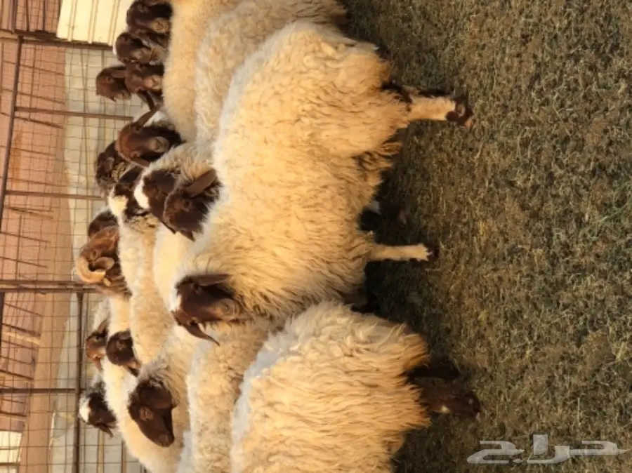 نعيم للبيع  (image 1)